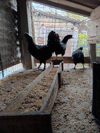 Galline