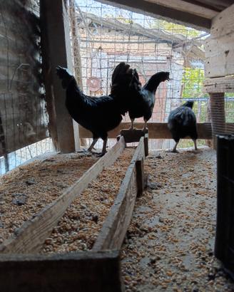 Galline