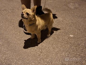 Chiwawa maschio per monta