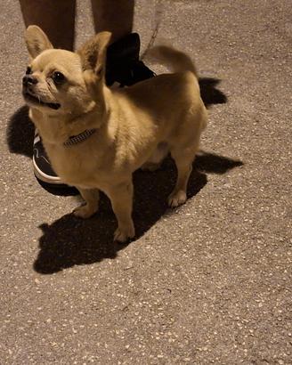 Chiwawa maschio per monta