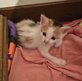 GATTINE 2 MESI