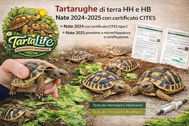 Tartarughe di terra HH e HB - nate 2024/2025