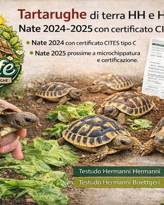 Tartarughe di terra HH e HB - nate 2024/2025
