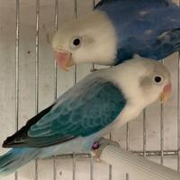 Coppia riproduttiva fischer