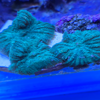 Rhodactis verde neon