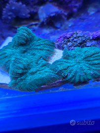 Rhodactis verde neon