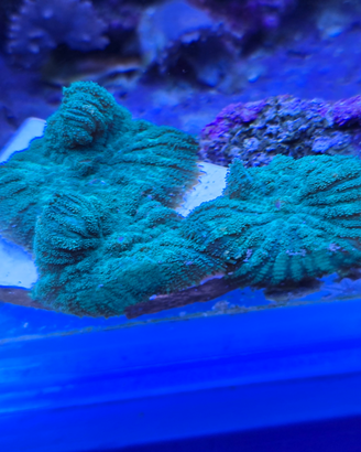Rhodactis verde neon