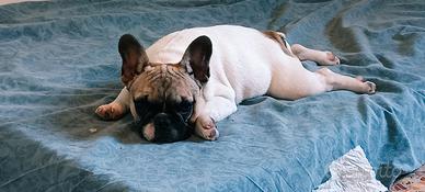 Bulldog francesi