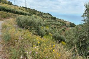 Terreno con piantagione di Ulivi