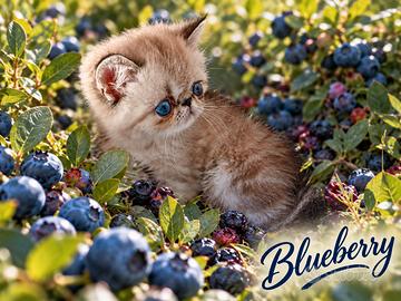 Exotic Shorthair