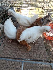 Galline