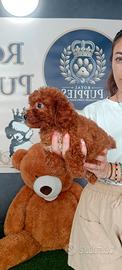cuccioli barboncini toy red pag rate 