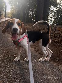 Cucciola di Beagle
