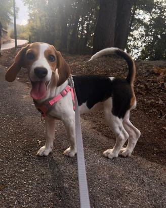 Cucciola di Beagle