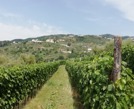 Vigneto panoramico Valgiano