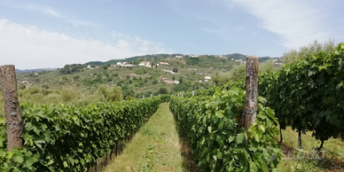 Vigneto panoramico Valgiano