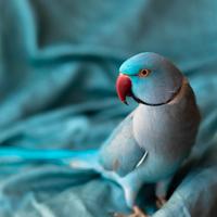 Parrocchetto dal collare