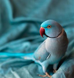 Parrocchetto dal collare