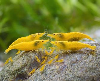 Neocaridine Yellow fire Gold back