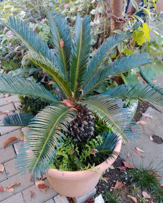 Cicas pianta