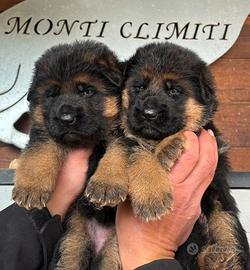 Cuccioli Pastore Tedesco