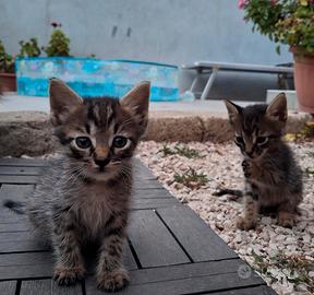 Piccoli gattini