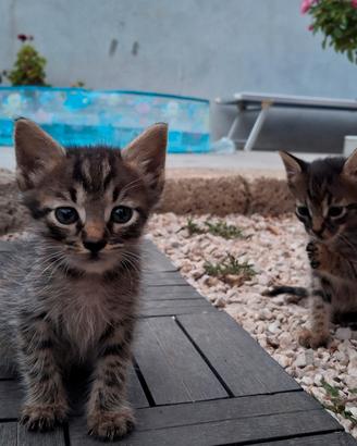 Piccoli gattini