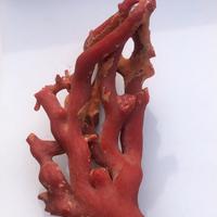 Ramo corallo rosso Corallium rubrum