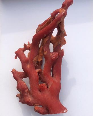 Ramo corallo rosso Corallium rubrum