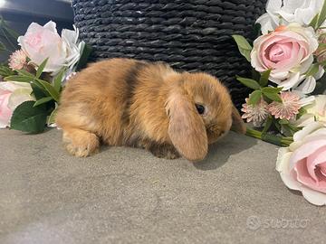 Coniglietti nani mini lop