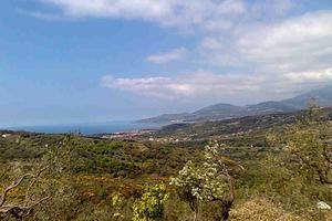 Uliveto in Zona Collinare