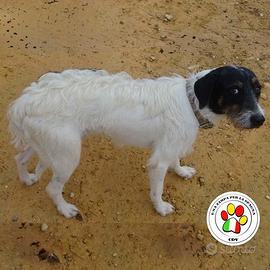 RUFUS tutto bianco con testolina nera