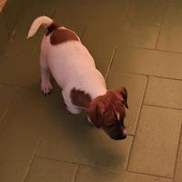 Femminuccia Jack russel zampa corta