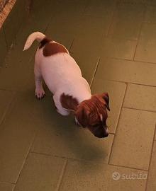 Femminuccia Jack russel zampa corta