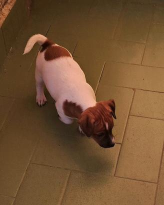 Femminuccia Jack russel zampa corta