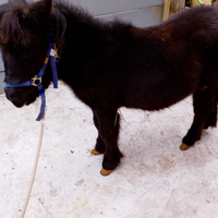 Pony femmina 8 mesi