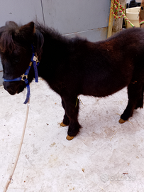 Pony femmina 8 mesi