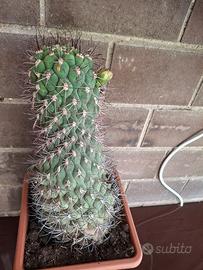 pianta grassa