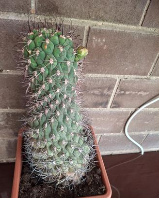 pianta grassa
