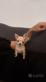 Chihuahua femmina piccolissima