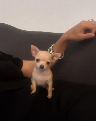 Chihuahua femmina piccolissima