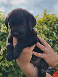 Labrador