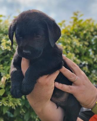 Labrador