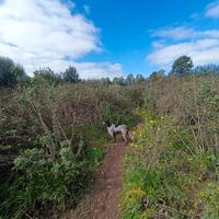 Cuccioloni setter inglese