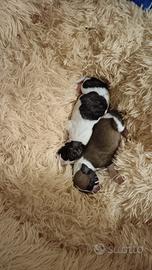 Whippet cuccioli