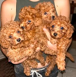 Cuccioli di barboncino mini toy