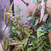 begonia maculata nana