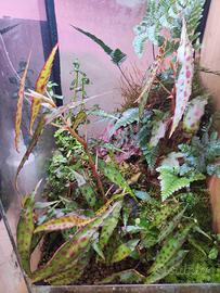 begonia maculata nana