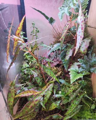 begonia maculata nana