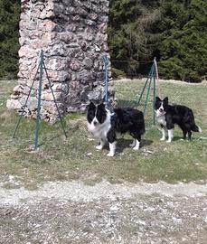 Border collie cuccioli